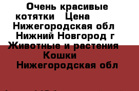 Очень красивые котятки › Цена ­ 100 - Нижегородская обл., Нижний Новгород г. Животные и растения » Кошки   . Нижегородская обл.